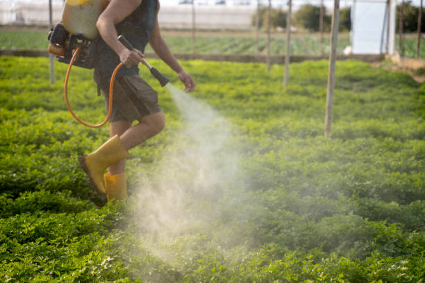Flea Control Services in Diablo Grande, CA